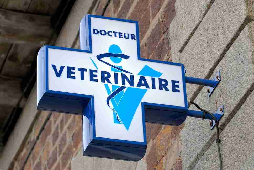Ouvrir un cabinet de vétérinaire : définition, démarches et formalités